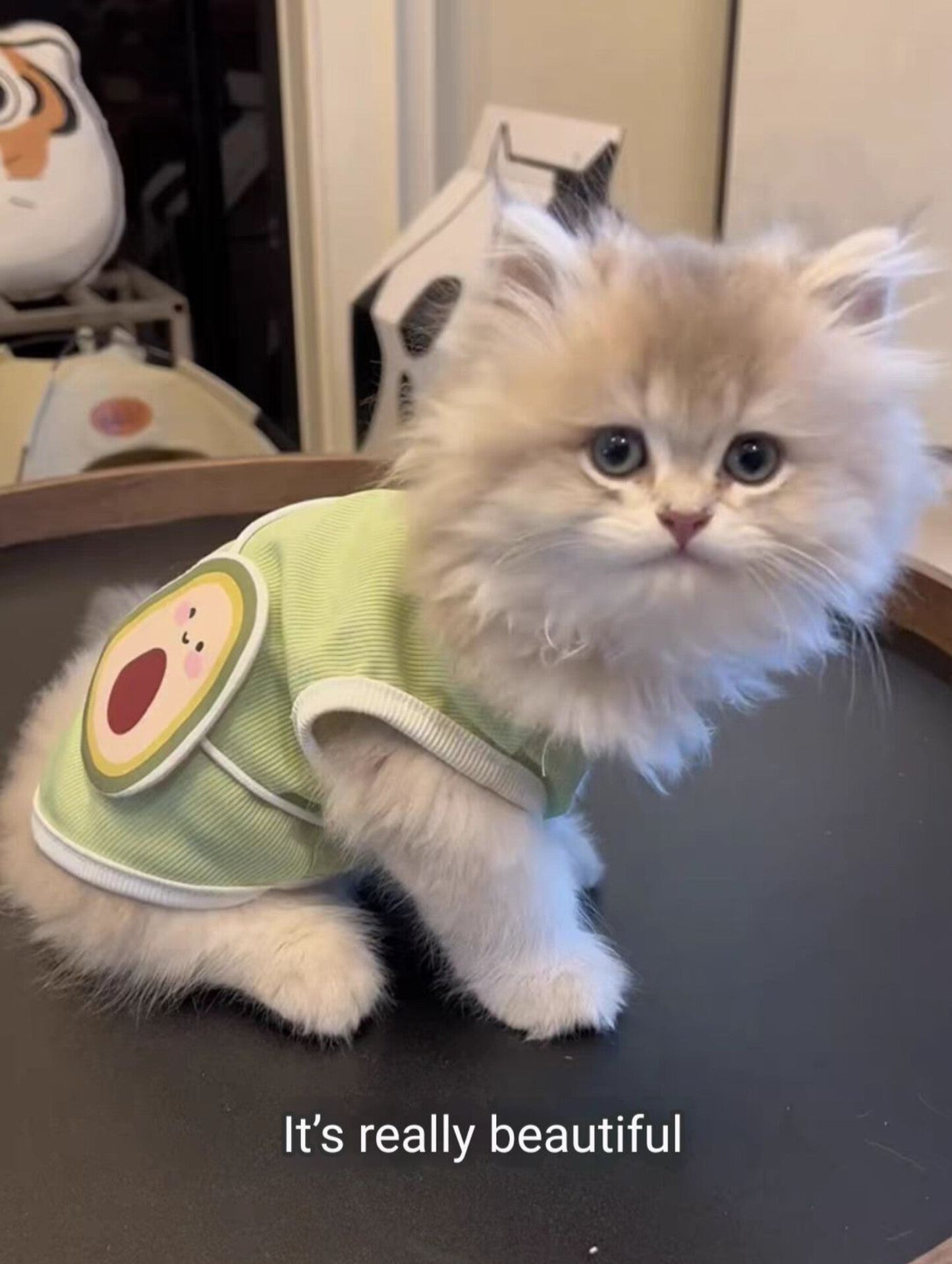 Summer Cool Vest - Lightweight Cat Summer Vest With Breathable Cooling Apparel