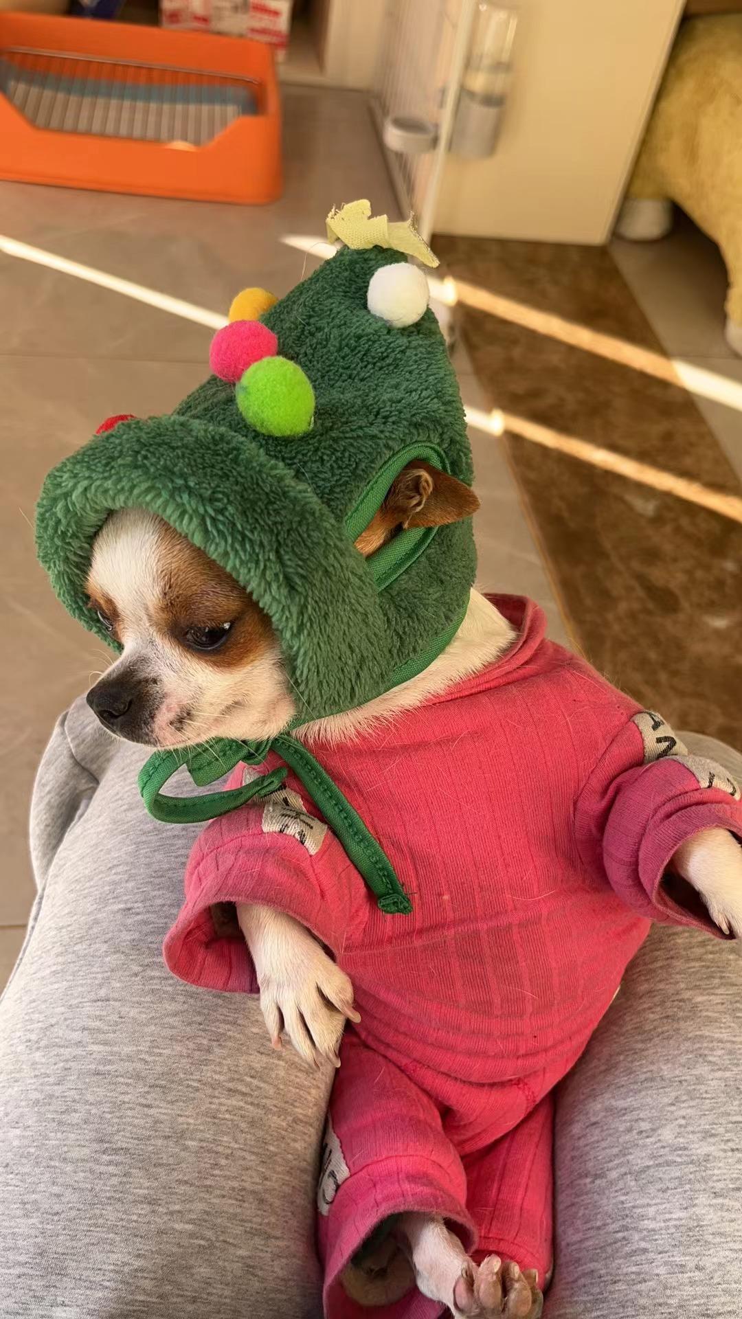 Pet Christmas Hat With Dog Holiday Scarf – Warm Festive Pet Accessories