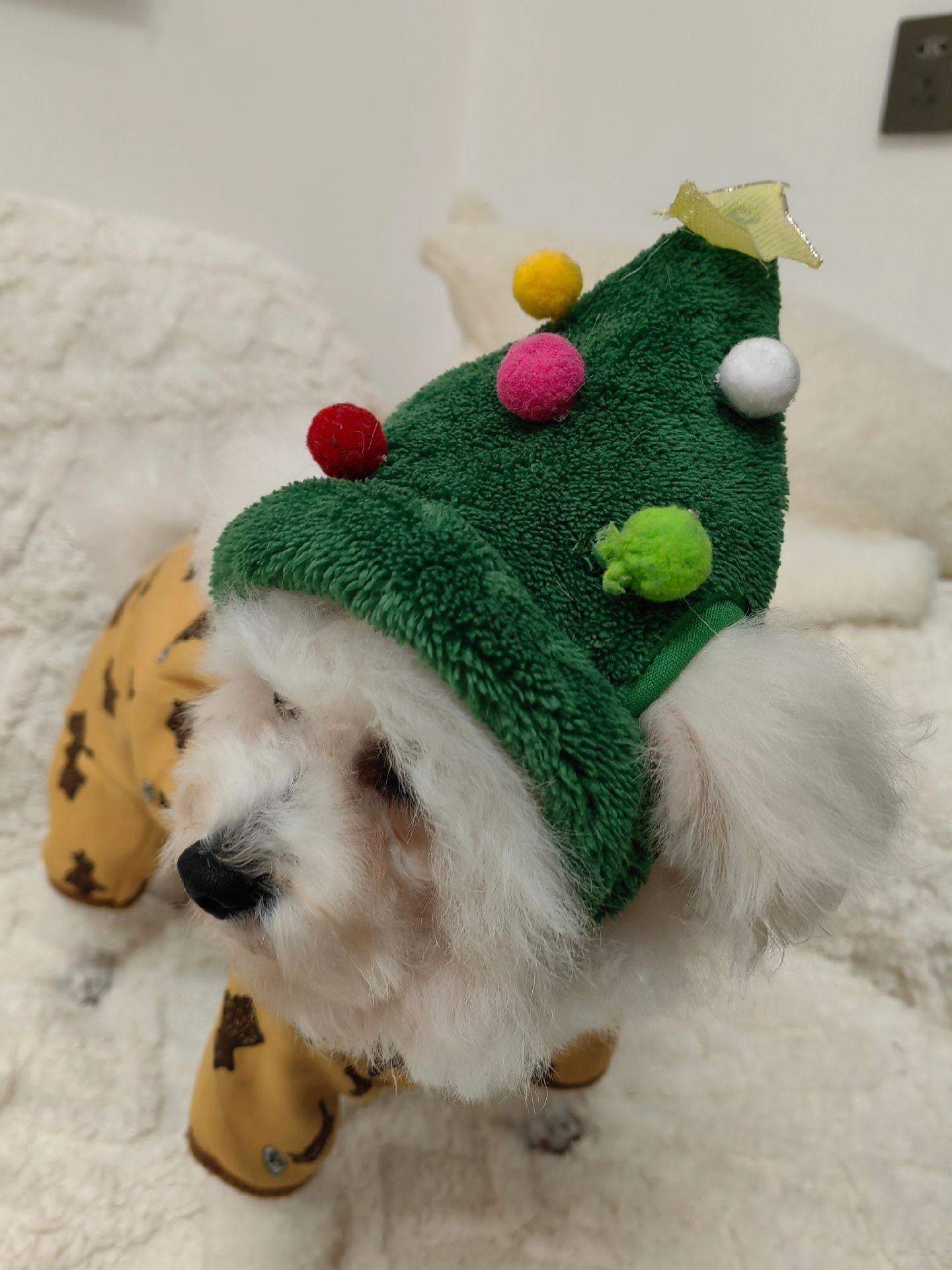 Pet Christmas Hat With Dog Holiday Scarf – Warm Festive Pet Accessories