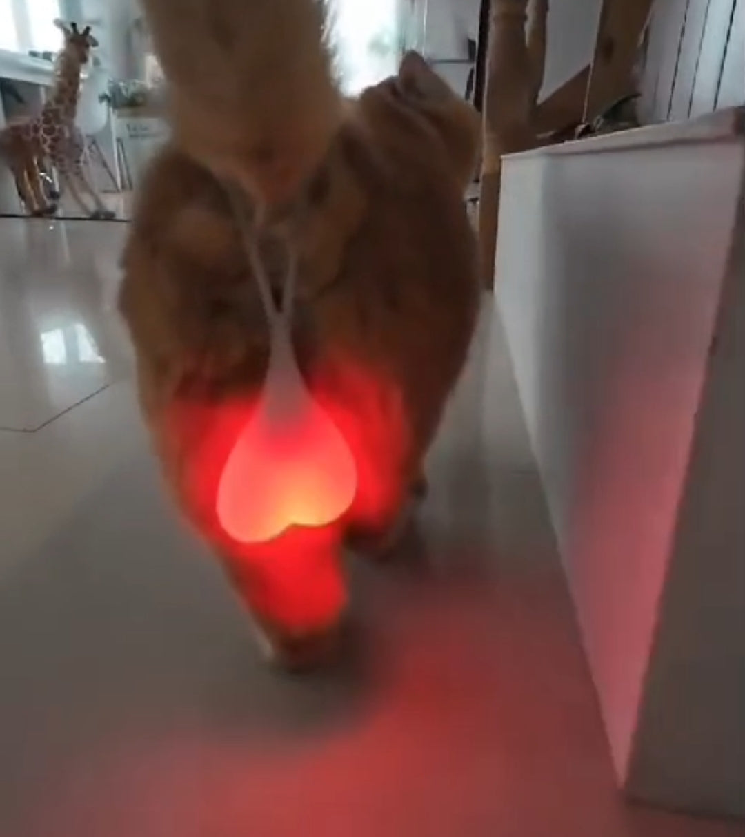 Funny Cat Egg Light – Cute Cat Decor Soft Glow Lamp | Unique Pet Lover Gift