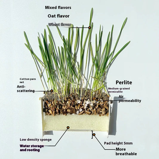 Organic Cat Grass – Natural Pet Grass for Cats | Safe, Non-Toxic Indoor Herb