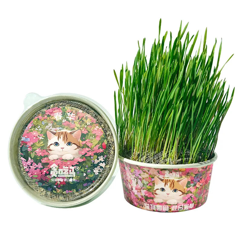 Organic Cat Grass – Natural Pet Grass for Cats | Safe, Non-Toxic Indoor Herb