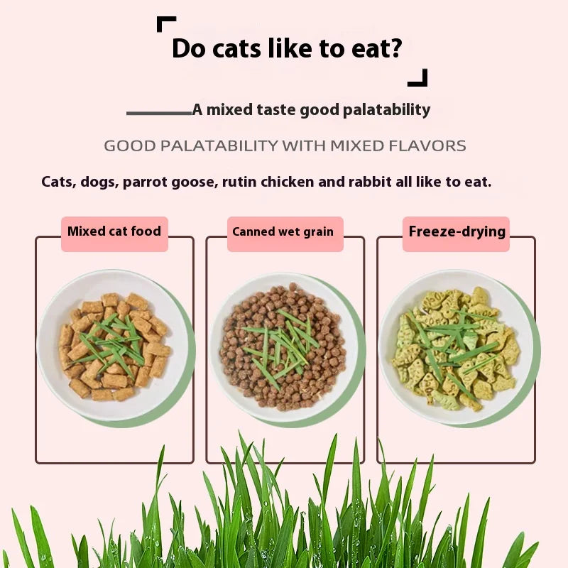 Organic Cat Grass – Natural Pet Grass for Cats | Safe, Non-Toxic Indoor Herb