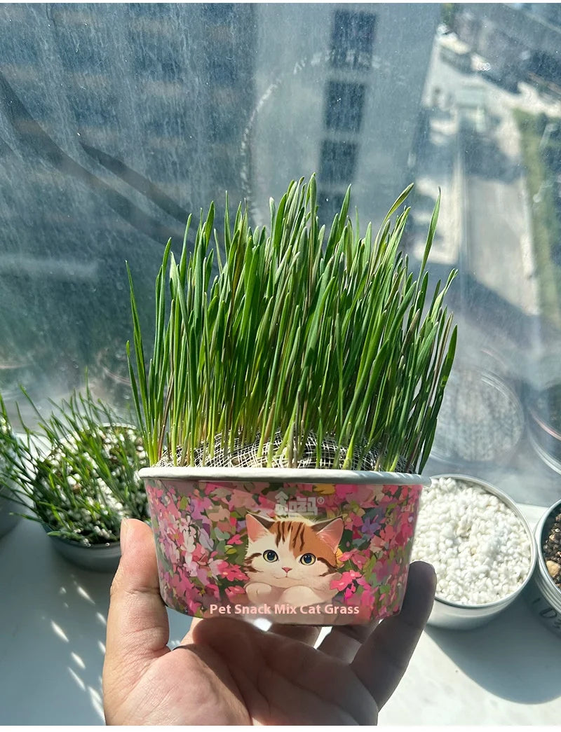 Organic Cat Grass – Natural Pet Grass for Cats | Safe, Non-Toxic Indoor Herb