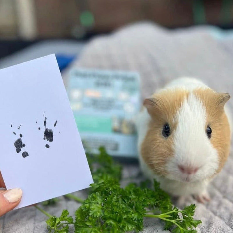 Paw Print Stamp Pad – Clean Touch Inkless Pet Paw Art Supplies Kit