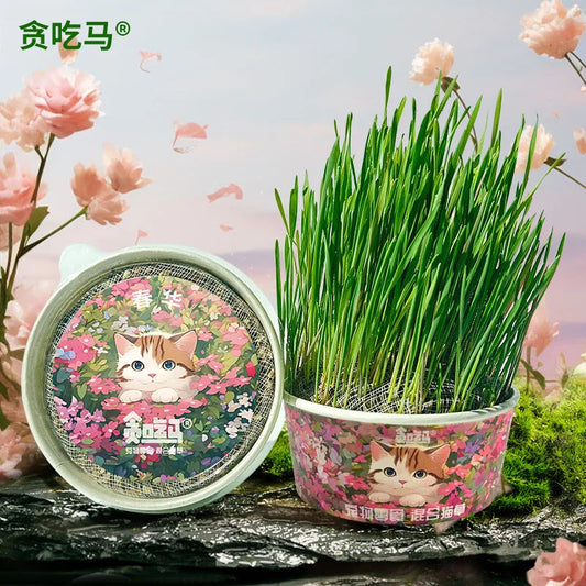 Organic Cat Grass – Natural Pet Grass for Cats | Safe, Non-Toxic Indoor Herb