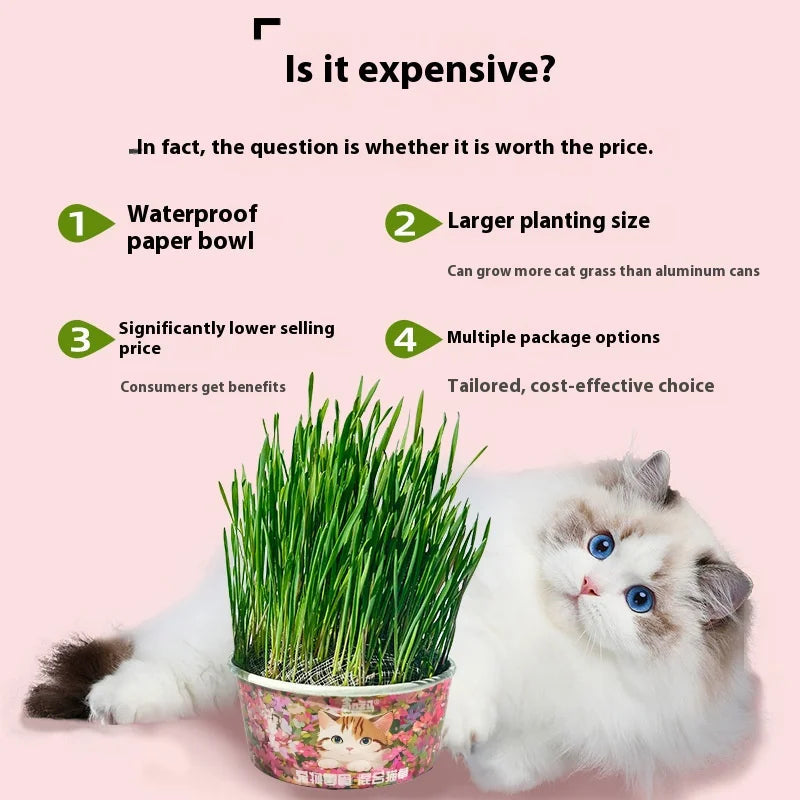 Organic Cat Grass – Natural Pet Grass for Cats | Safe, Non-Toxic Indoor Herb