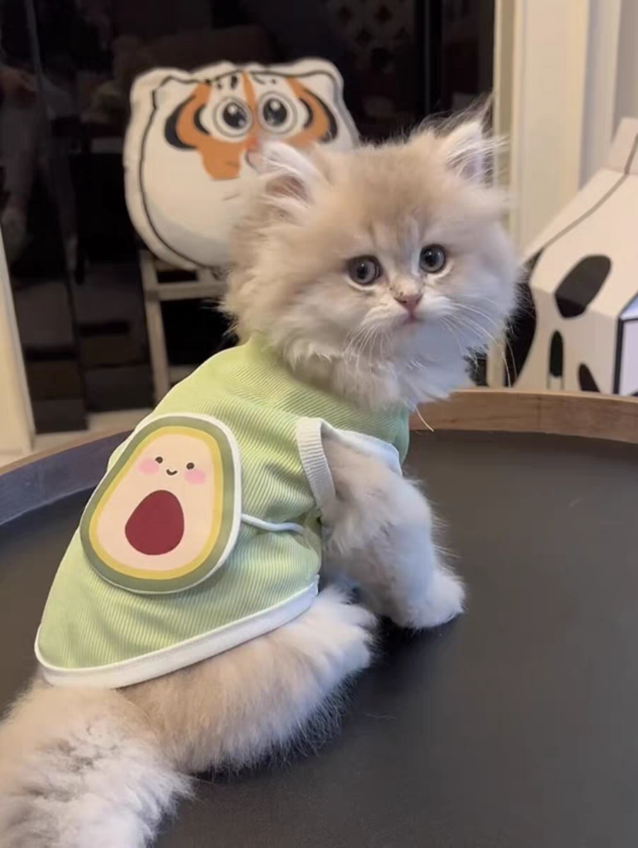 Summer Cool Vest - Lightweight Cat Summer Vest With Breathable Cooling Apparel